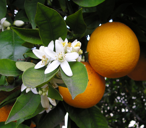 naranjo naranja primero fruta color azahar etimologia